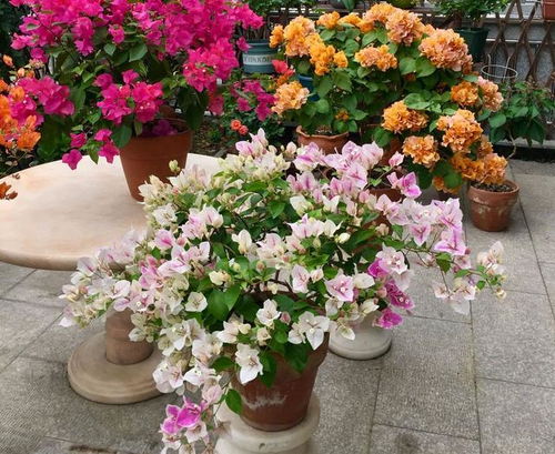 春天三角梅开花了能插枝吗,三角梅开花季,插枝正当时