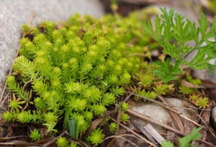 薄雪万年草 怎么养
