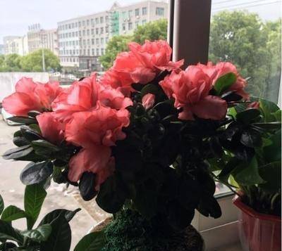 杜鹃花怎么换土,焕发新生的秘密