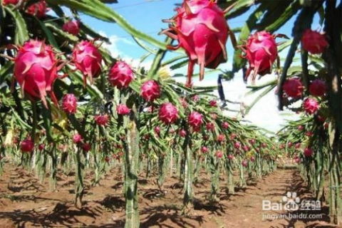 怎么种植仙人鞭,从选种到养护的全程指南