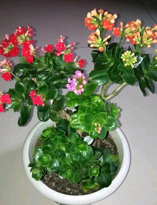 长寿花有多少种颜色,长寿花色彩斑斓的品种世界