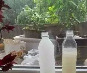 淘米水浇花要兑多少水,淘米水浇花兑水比例大揭秘