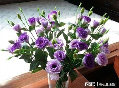 洋桔梗在庭院怎么养