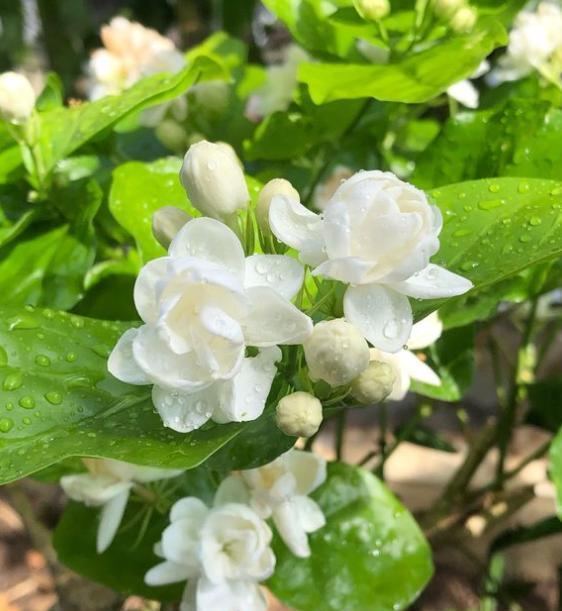 冬天苿莉花怎么养,冬季苿莉花养护攻略