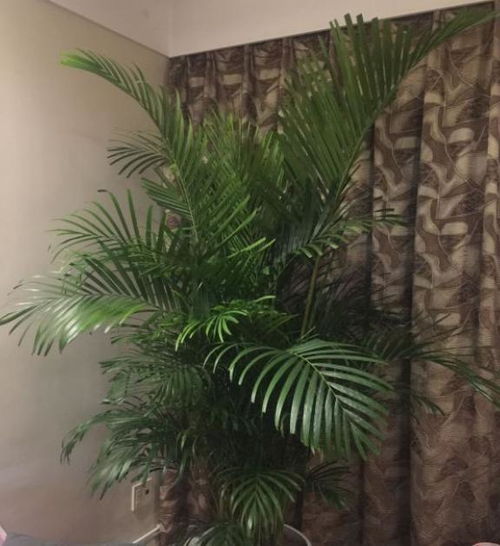 散尾葵的花怎么养,绽放热带风情