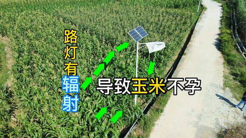 不可连茬种植的植物有哪些,土里的小精灵,不喜重复“约会”
