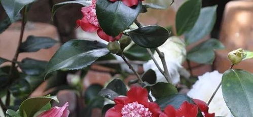 山茶花什么季节插枝