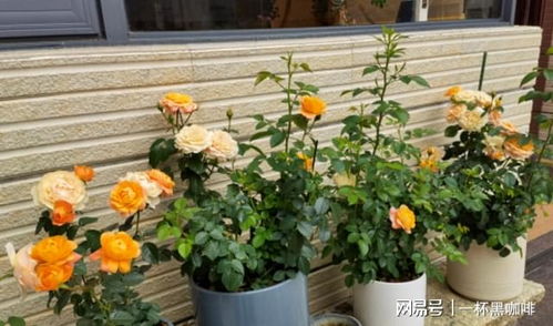怎么养让月季长花苞呢图片