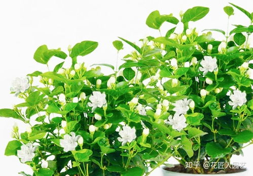 有故事的叫什么花,探寻花语背后的传奇故事