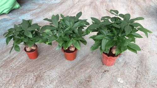 水培发财树怎么养,从生根到茂盛的秘诀