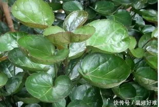 金钱兜多久浇水,浇水周期全解析
