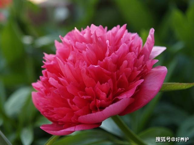 芍药是什么花,古典美韵中的国色天香