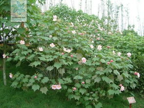 芙蓉花长什么样,艳丽绽放的天然画卷