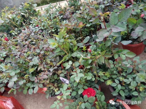 舞春花怎么摘心,培育健壮植株的秘诀