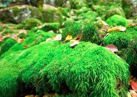 苔藓是什么植物,隐秘的绿色生命，自然界的微型奇迹
