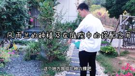 花叶薜荔怎么样,探寻古老植物的神秘魅力