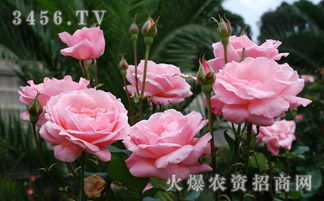 月季花在什么季,春华秋实，四季绽放的美丽使者