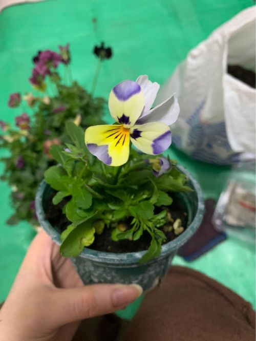 角堇如何施肥,科学施肥，助力花朵绽放