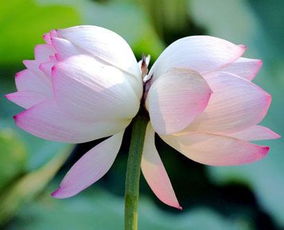 什么花代表情感,揭秘情感之花
