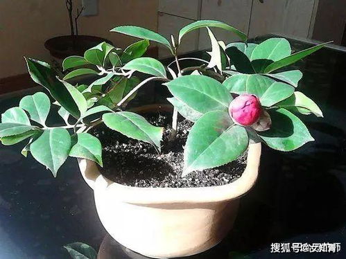 茶花需要什么肥料,科学施肥，绽放美丽花朵