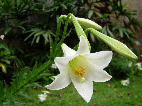 百合什么时候种植,把握百合种植的最佳时机”