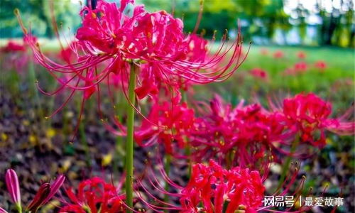 彼岸花生长什么环境,揭秘神秘的生长环境