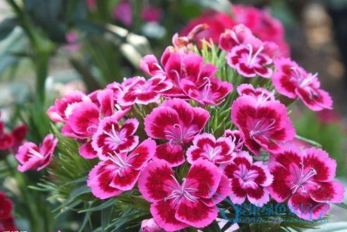 紫康乃馨怎么养才能开花,科学养护，花开满园