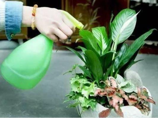 用什么浇花最好,揭秘植物生长的黄金滋养液”