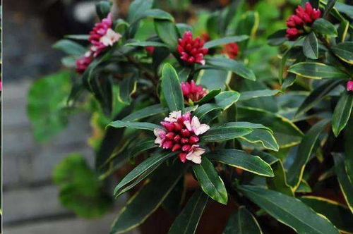 瑞香花怎么养,培育美丽香韵的秘诀