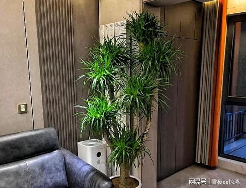 龙须树要怎么浇水,掌握正确浇法，让植物茁壮成长
