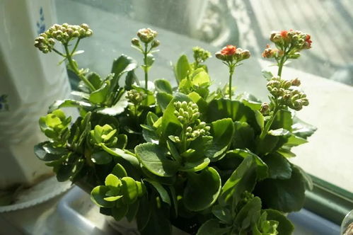 长寿花怎么养才能开花,养护技巧全解析