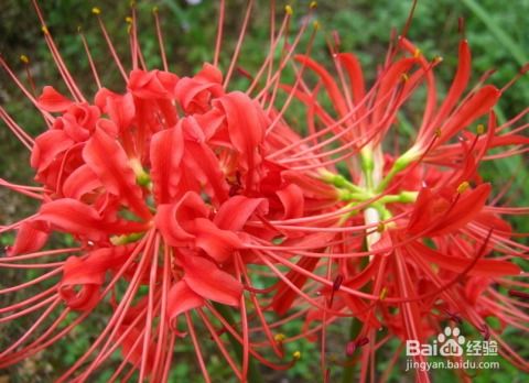彼岸花花语是什么,花语背后的深情寓意