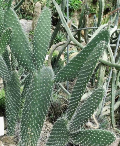 仙人掌属于什么植物