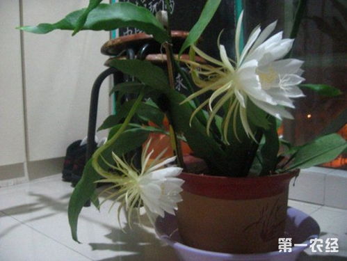 昙花什么时候开花,揭秘昙花一现的神秘时刻
