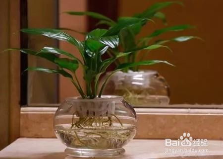 白掌怎么水栽,白掌水培种植技巧与养护指南