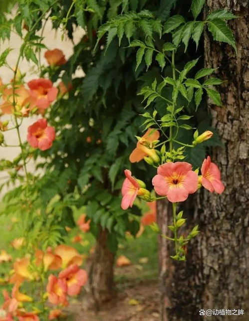凌霄花什么时候开花,春末夏初，绽放四季之韵