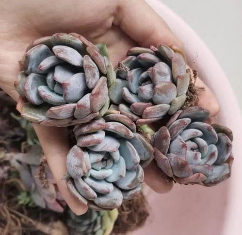 多肉种下多久发根,揭秘生根时间之谜