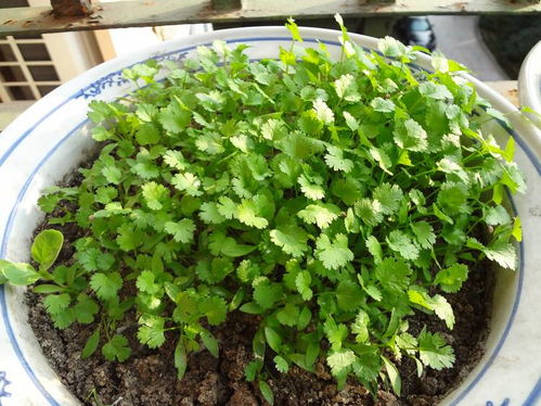 香菜用什么种出来的,揭秘香菜的诞生之路