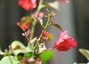 为什么花长不大,揭秘植物生长的奥秘