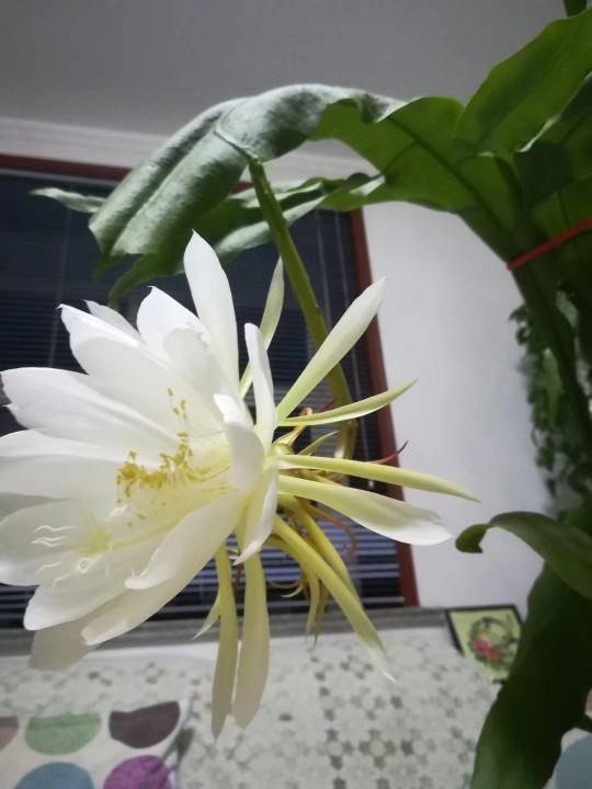 昙花怎么养才能开花,科学养护，尽享月下美人芳华
