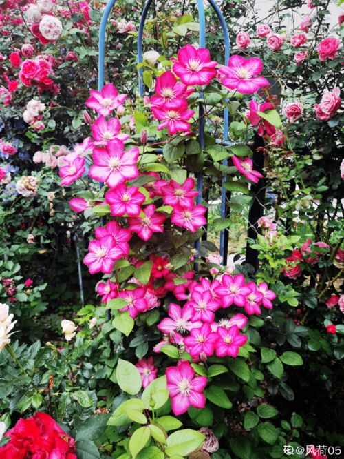 秋冬天种什么花,打造温馨室内花园