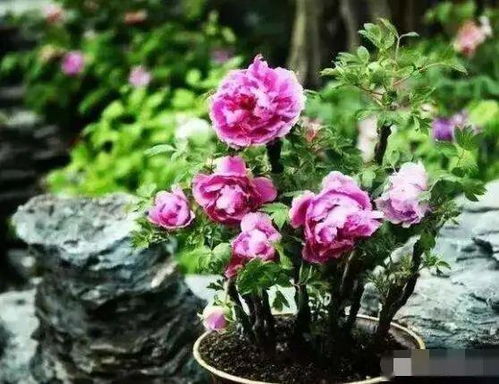 牡丹花怎么繁殖,传承千年国色天香