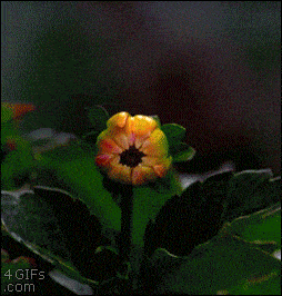 香兰的花开了能多久,花期持久的花朵魅力