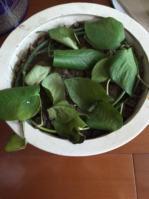 绿箩水里放什么好,绿箩水中添加什么营养最佳?