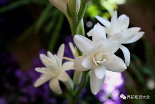 夜来香花卉怎么养,打造家中幽香小天地