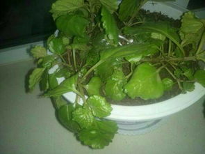 麦穗状吊兰是什么花,优雅垂坠的室内绿植风采