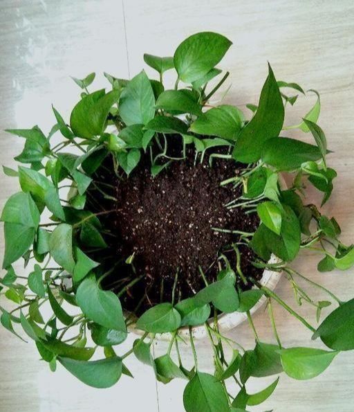绿箩什么时候剪,绿箩修剪的最佳时机与技巧