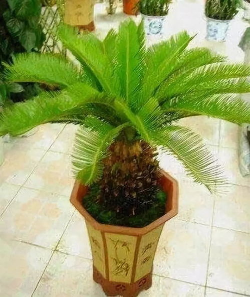 盆栽苏铁土到什么位置,培育健康植株的关键