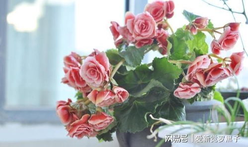 丽格海棠一年开花多久,绚烂绽放之美
