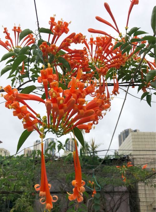 炮仗花适合什么季节养殖,把握最佳季节,绽放艳丽花朵